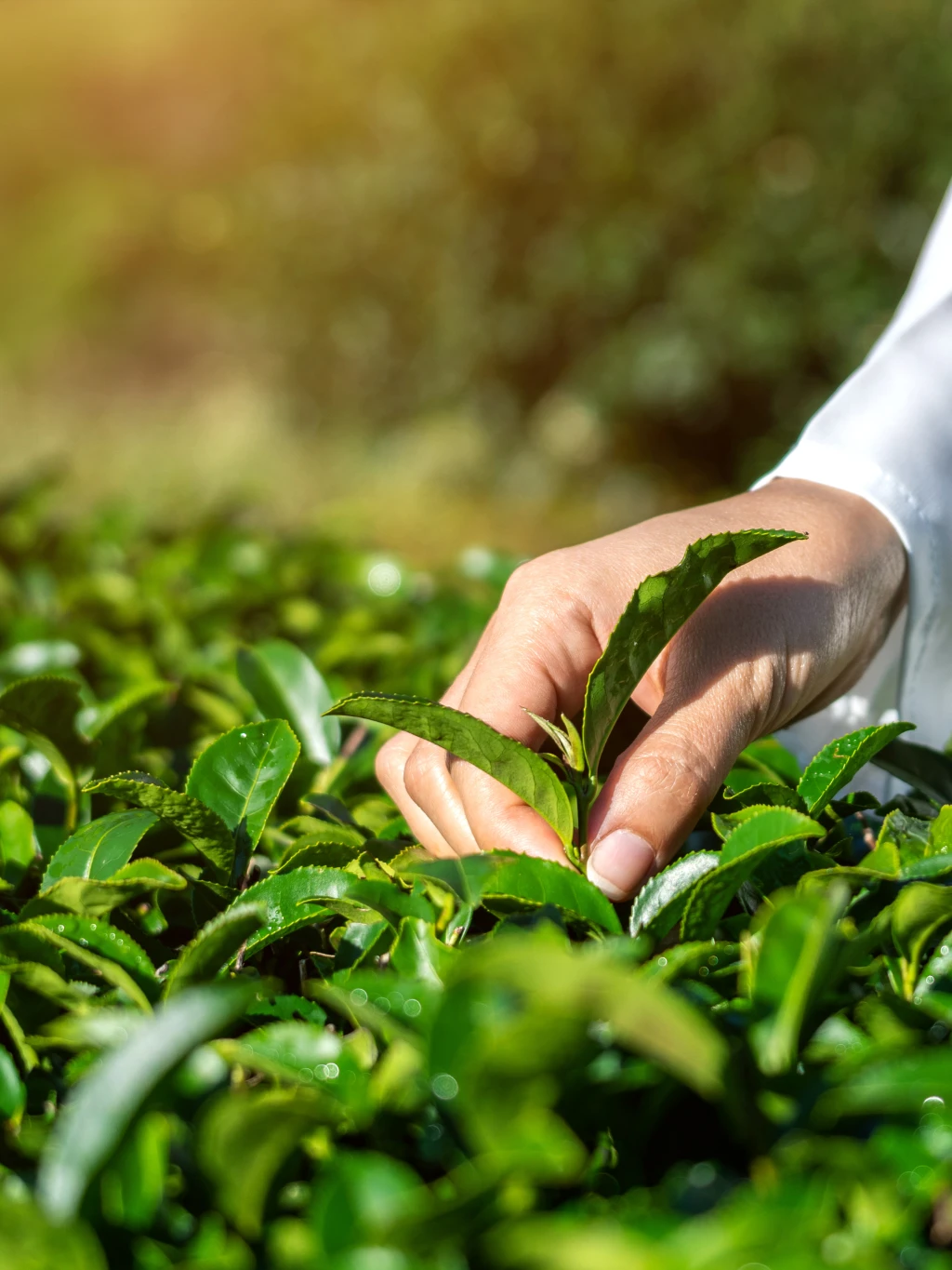 Tea & Sustainability.jpg